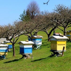 Beekeeping Farms