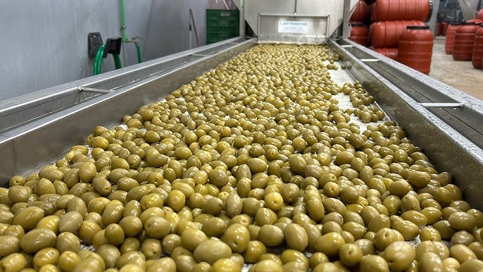 Handmade Freshly Green Olives - Image 4
