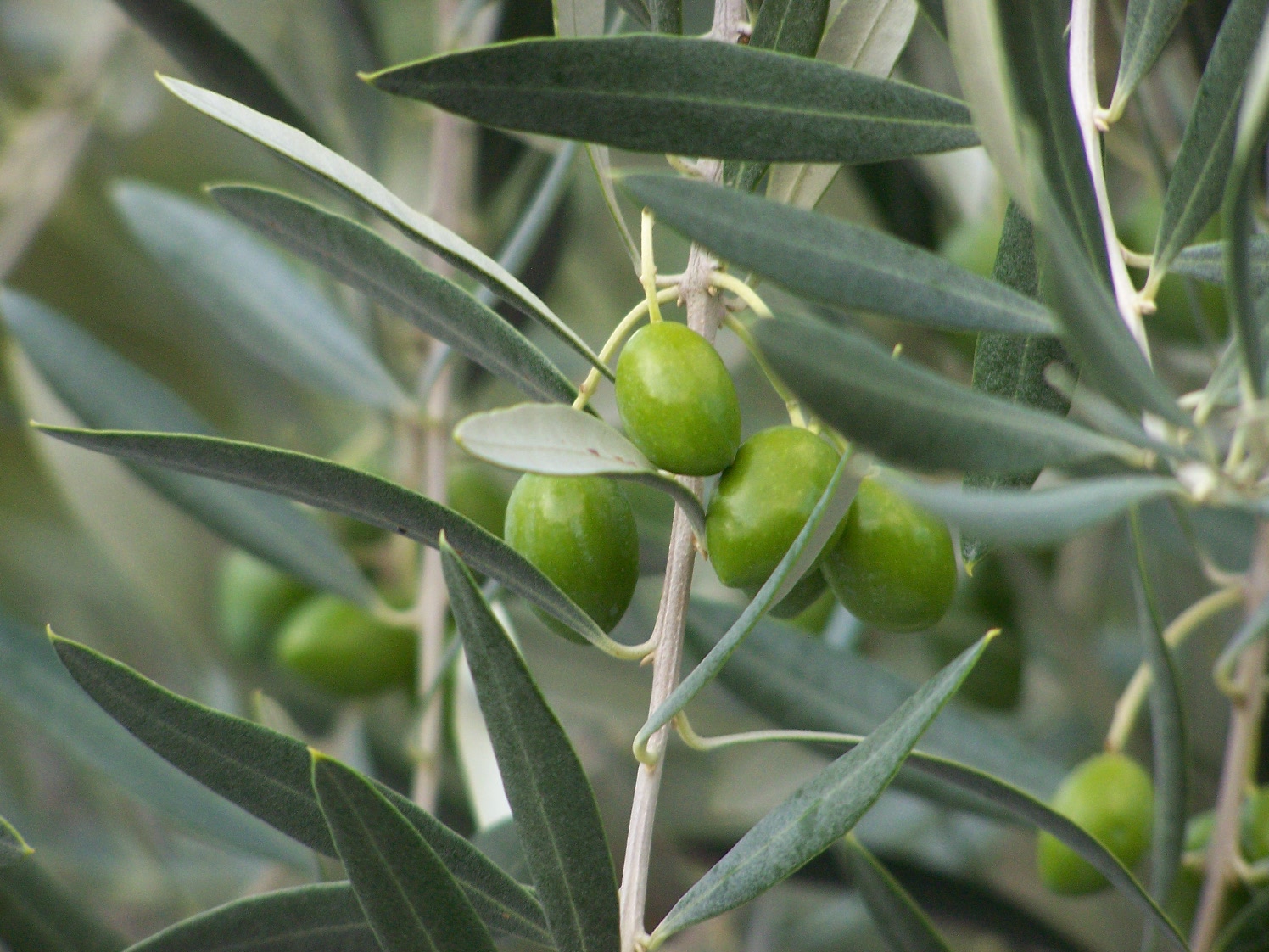 Handmade Freshly Green Olives - Image 6