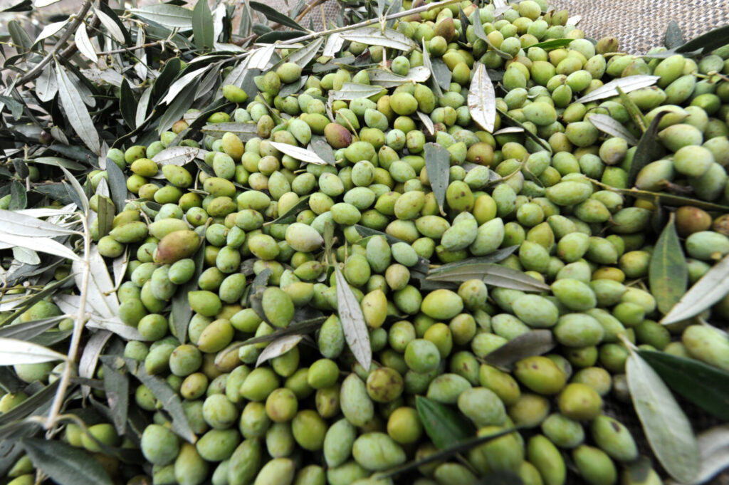 Handmade Freshly Mammoth Olives - Image 4