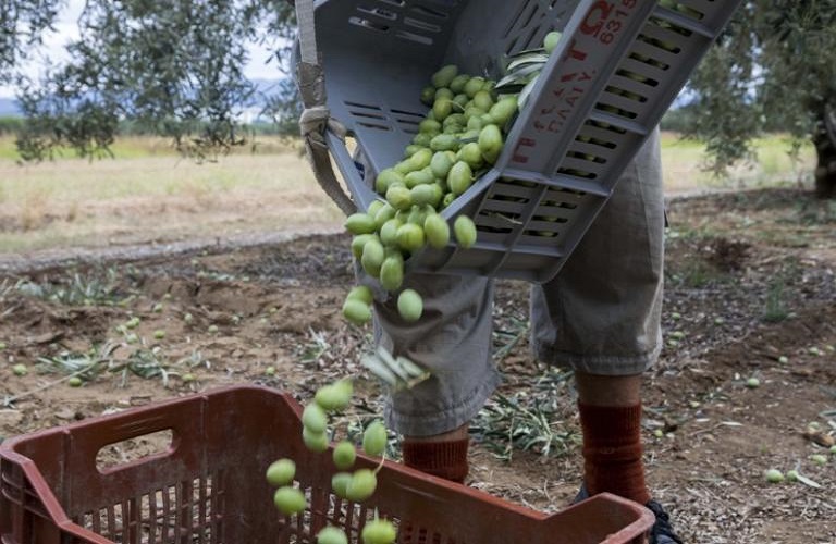Handmade Freshly Mammoth Olives - Image 7