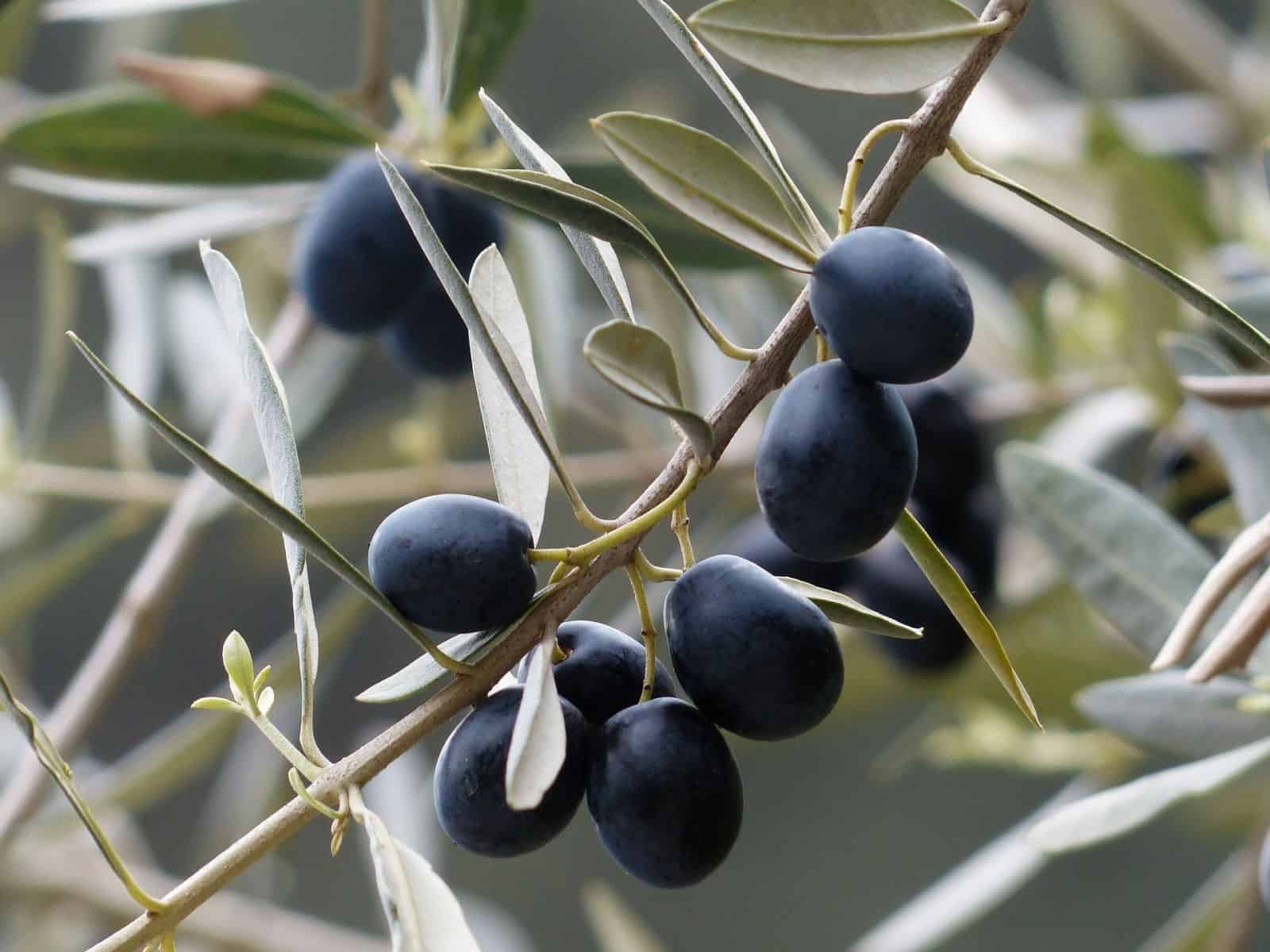 Handmade Freshly Black Olives - Image 6